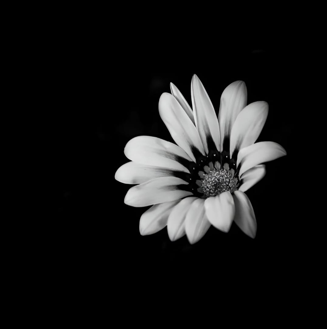 Favourite Flowers